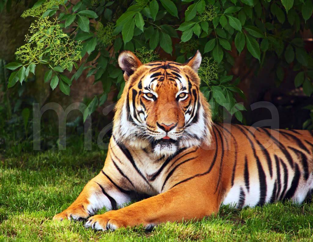 Фотообои Тигр на лужайке