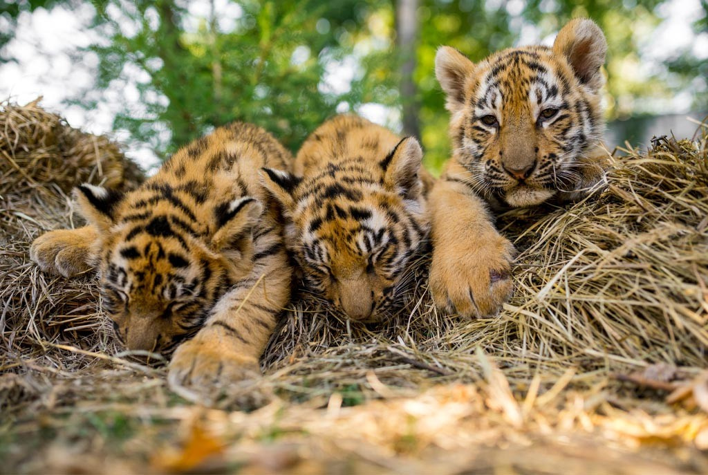 Фотообои Тигрята